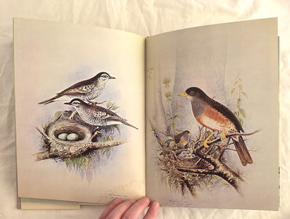 Birds of Fiji in Colour by W. J. Belcher and R. B. Sibson