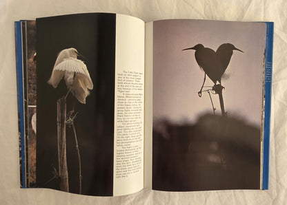 Birds of the Air by Christian Zuber