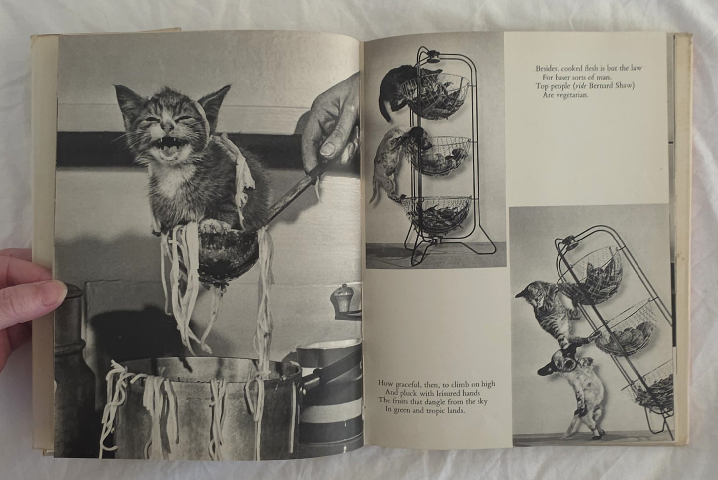 Cat’s Cradle by Ron Spillman and Jack Ramsay