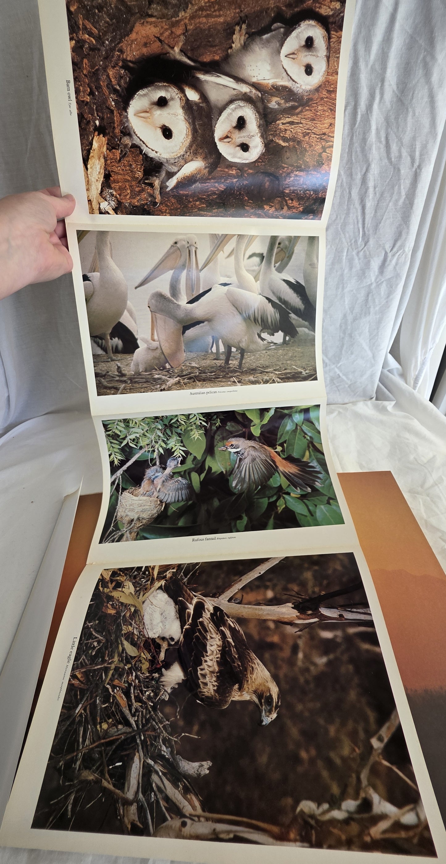 Reader’s Digest Complete Book of Australian Birds by H. J. Firth