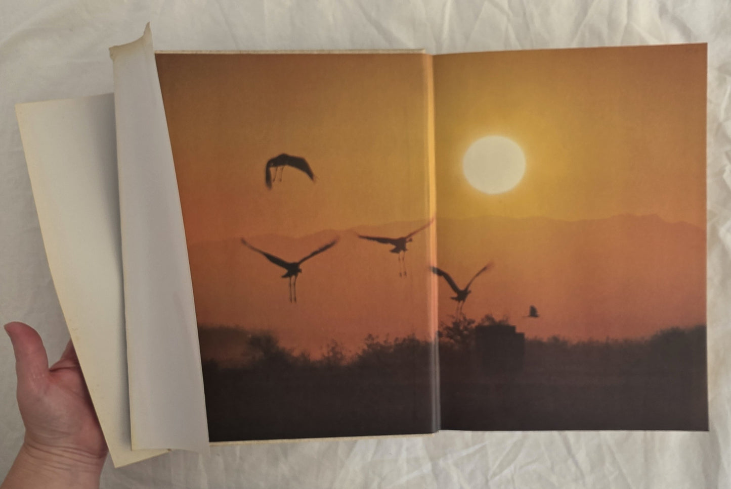 Reader’s Digest Complete Book of Australian Birds by H. J. Firth