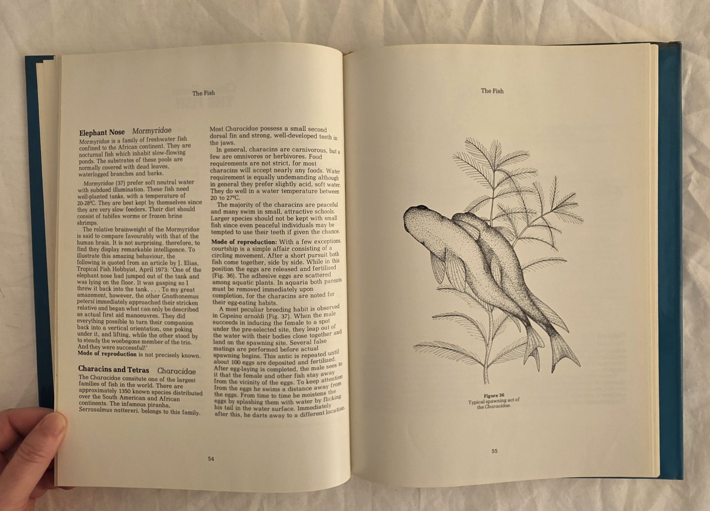 Fish for Australian Freshwater Aquariums by Christopher Lee