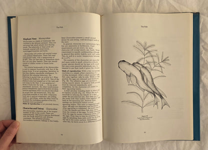 Fish for Australian Freshwater Aquariums by Christopher Lee