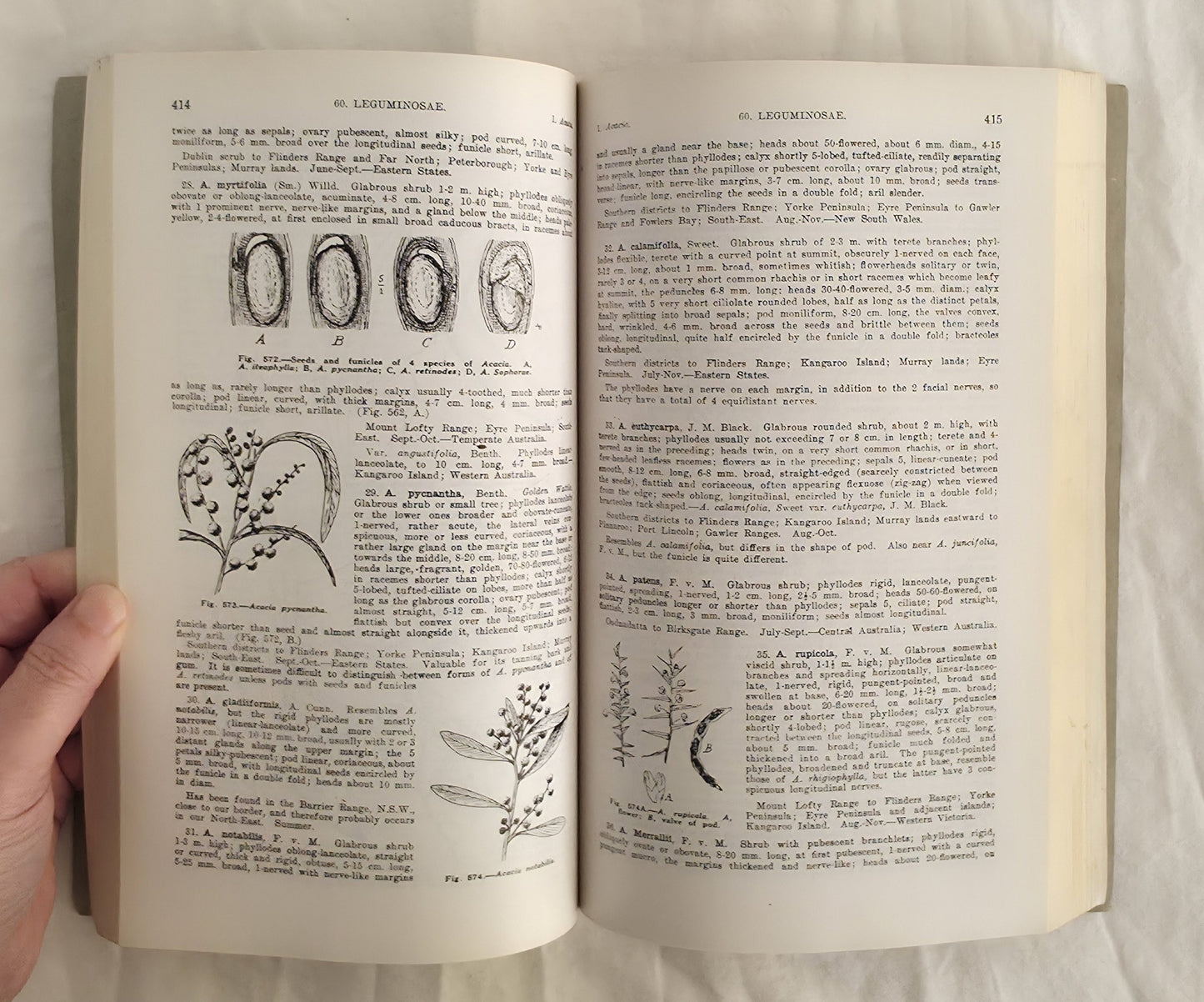Flora of South Australia Parts II and III by J. M. Black