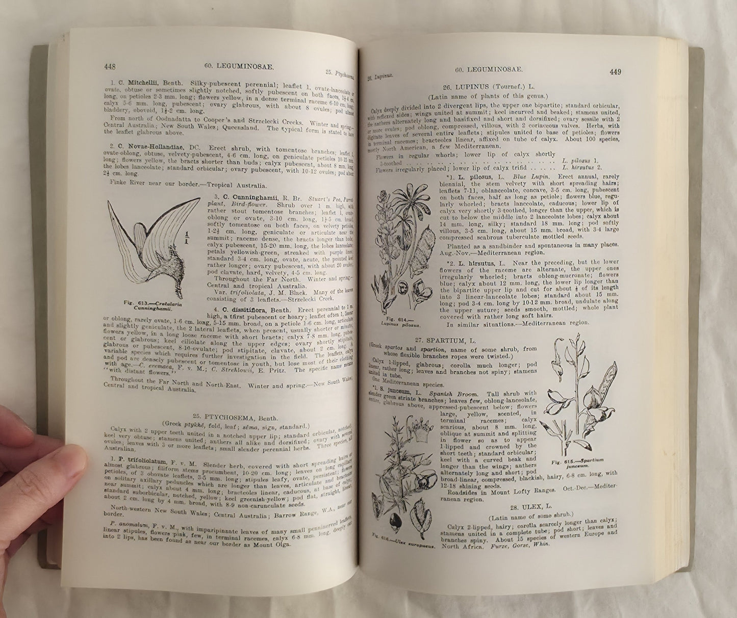 Flora of South Australia Parts II and III by J. M. Black