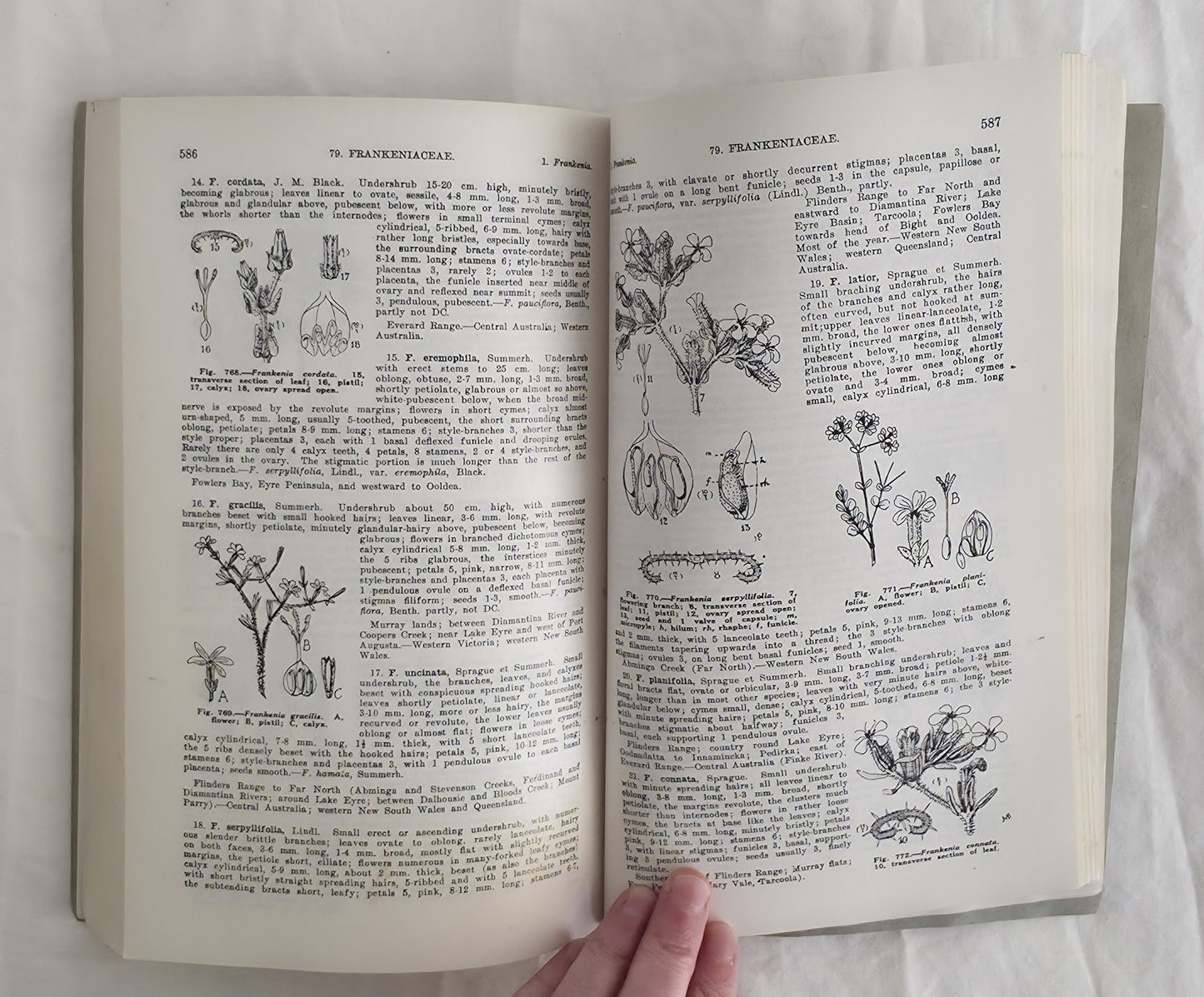 Flora of South Australia Parts II and III by J. M. Black