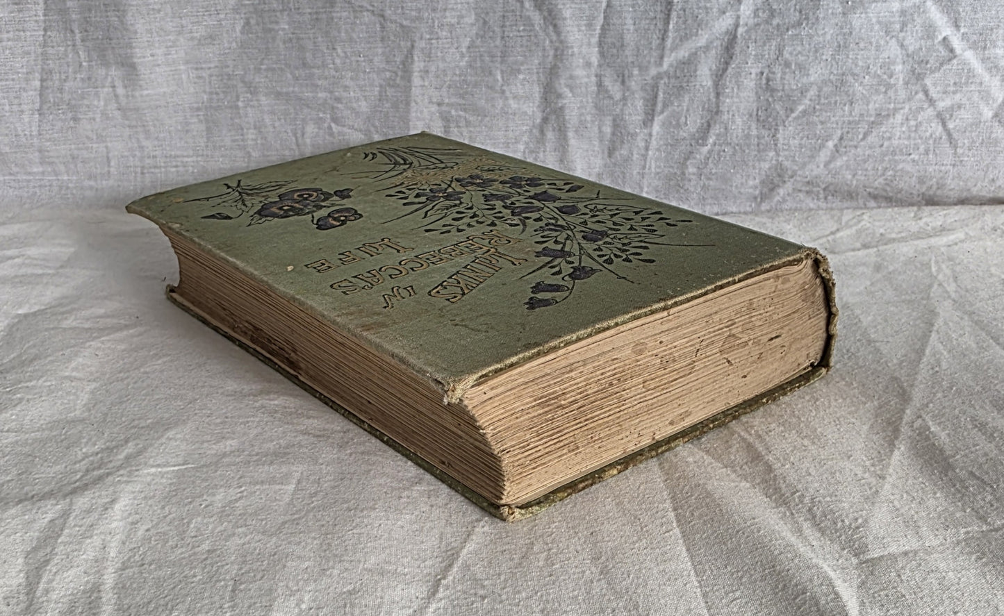 Links in Rebecca’s Life by Pansy