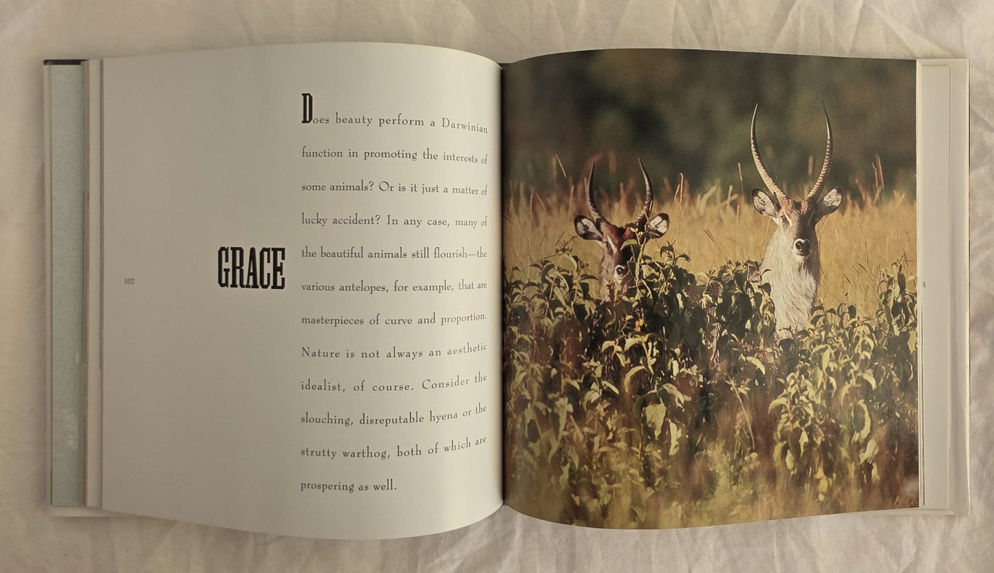 Safari by Neil Leifer and Lance Morrow