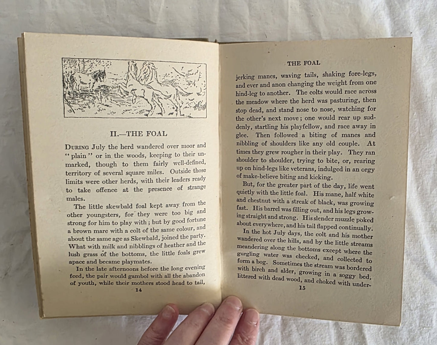 Skewbald by Allen W. Seaby