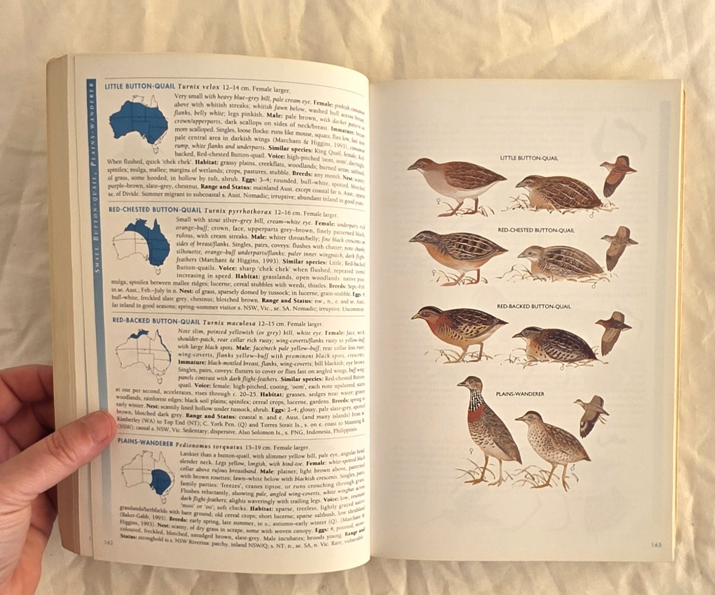 The Graham Pizzey and Frank Knight Field Guide to the Birds of Australia by Graham Pizzey