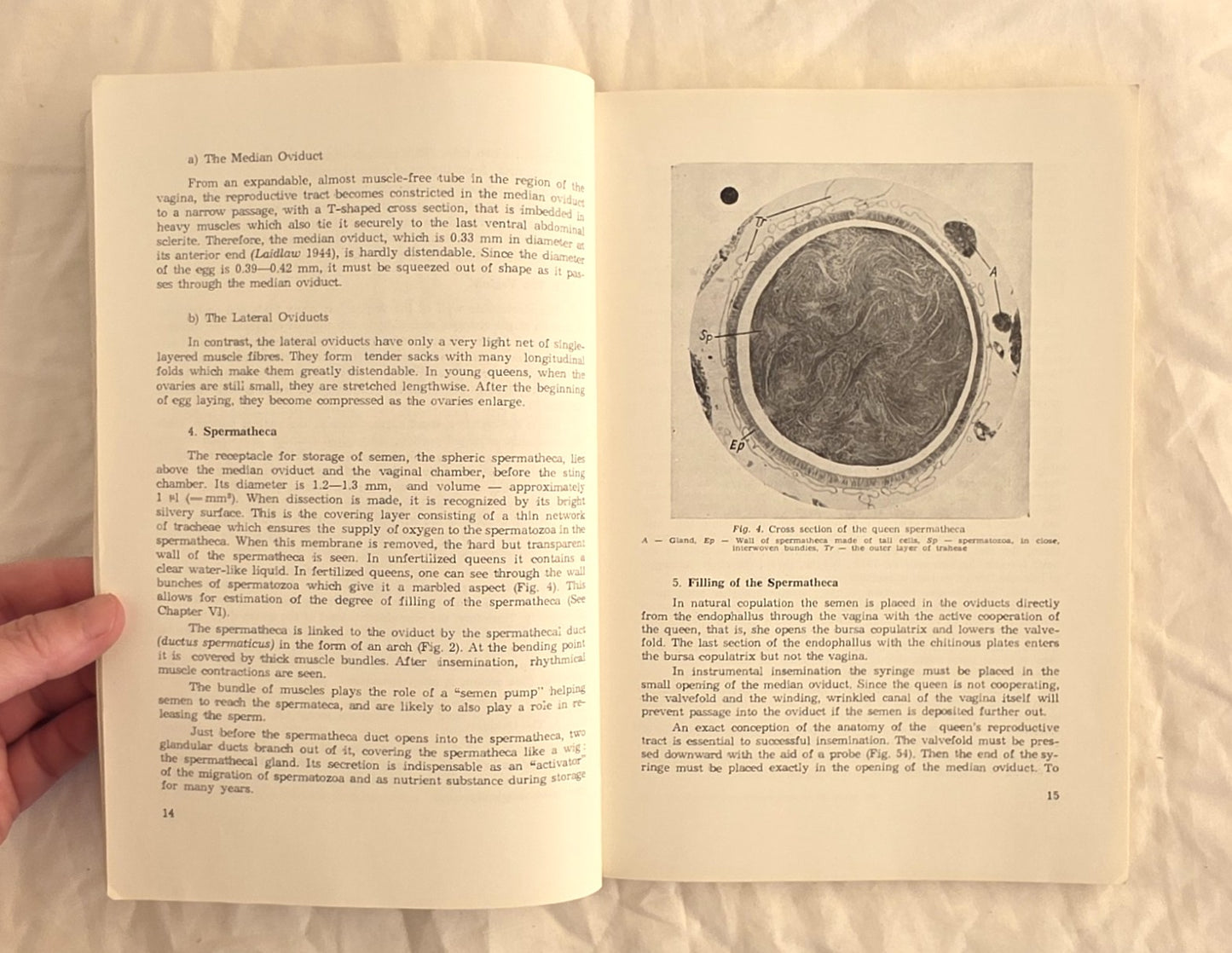 The Instrumental Insemination of the Queen Bee by Friedrich Ruttner