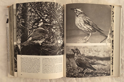 The Pictorial Encyclopedia of Birds  by J. Hanzak