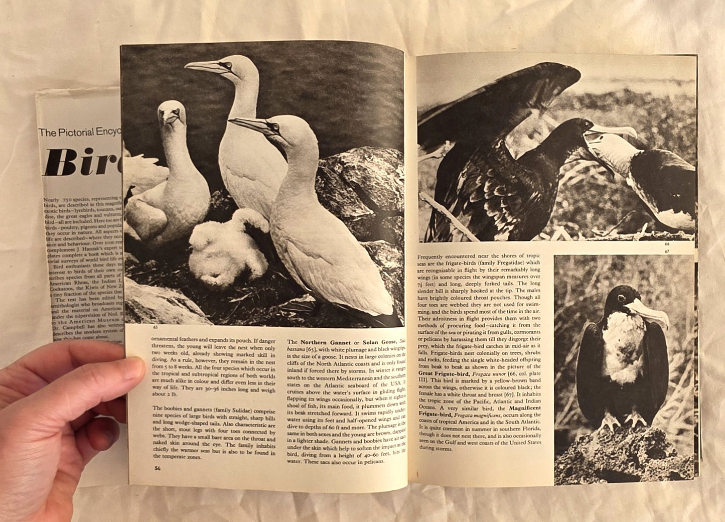 The Pictorial Encyclopedia of Birds  by J. Hanzak