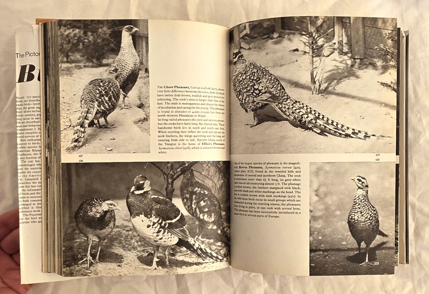 The Pictorial Encyclopedia of Birds  by J. Hanzak