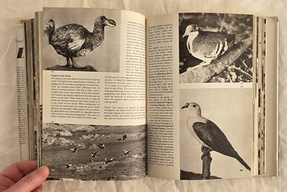 The Pictorial Encyclopedia of Birds  by J. Hanzak