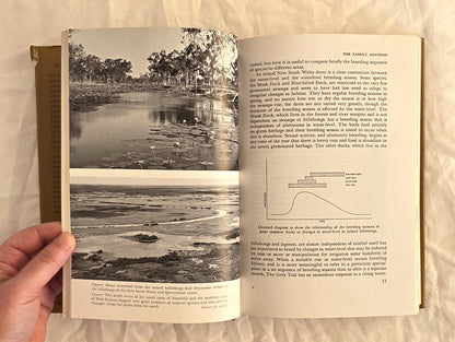 Waterfowl in Australia by H. J. Firth