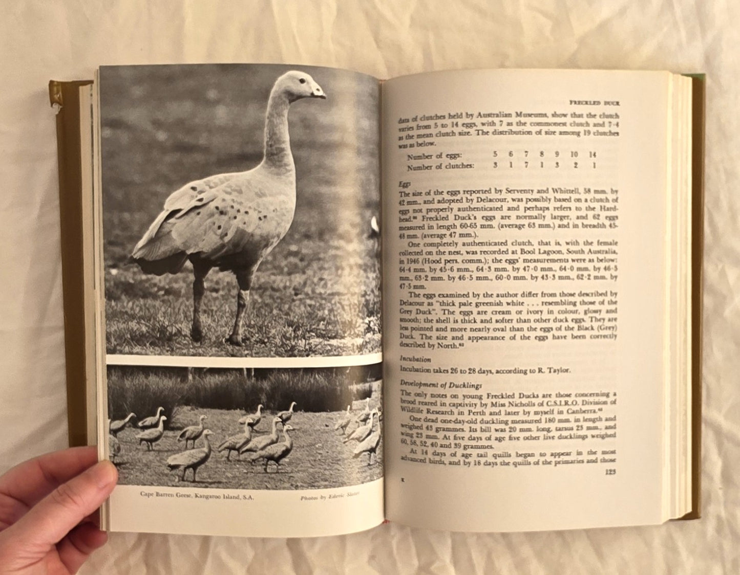 Waterfowl in Australia by H. J. Firth