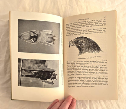 Wild Life of Australia and New Guinea by Charles Barrett