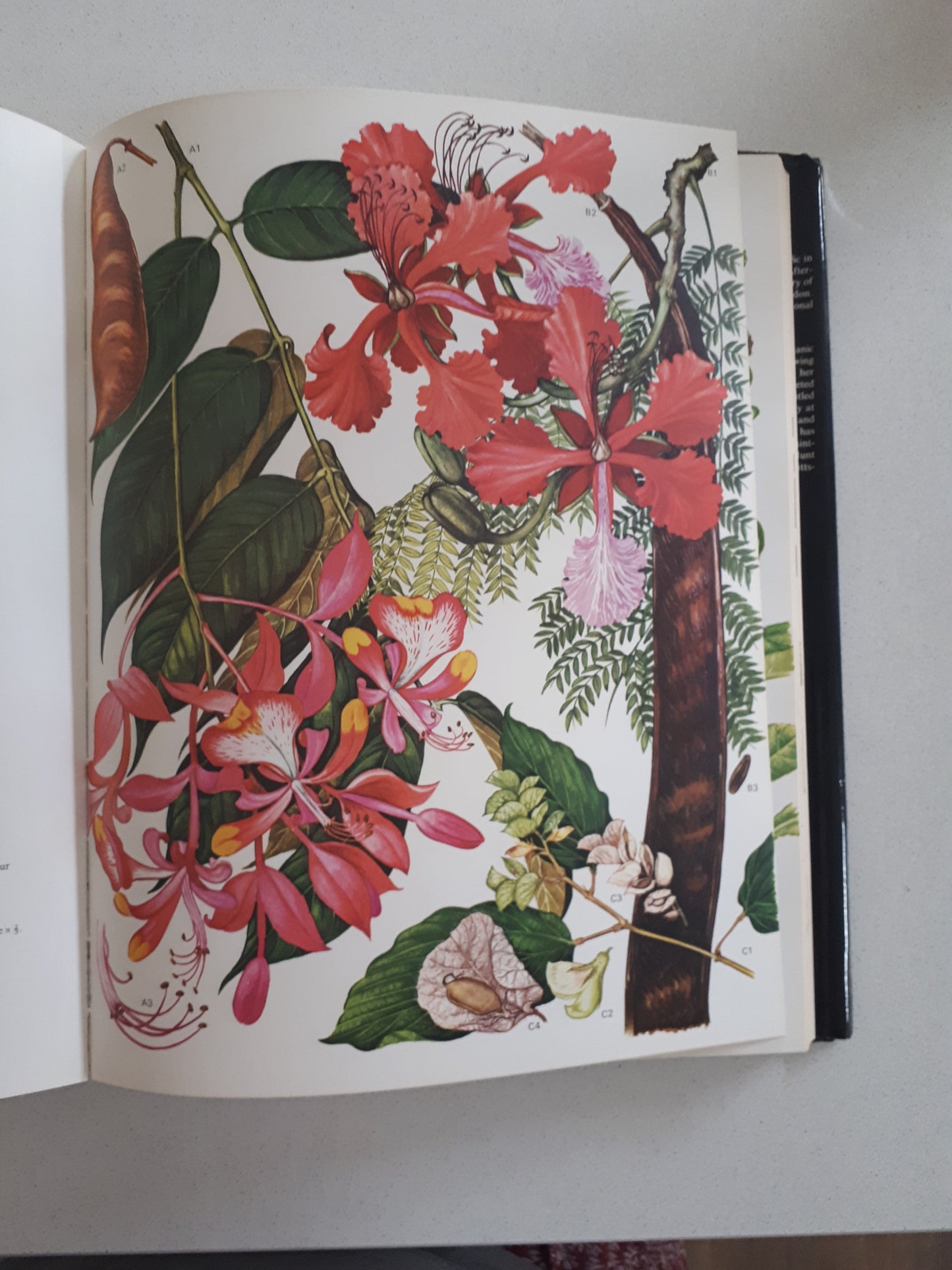Wild Flowers of the World: Paintings by Barbara Everard, Text by Brian D. Morley
