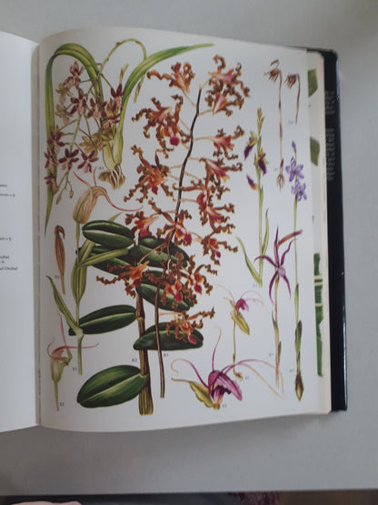 Wild Flowers of the World: Paintings by Barbara Everard, Text by Brian D. Morley