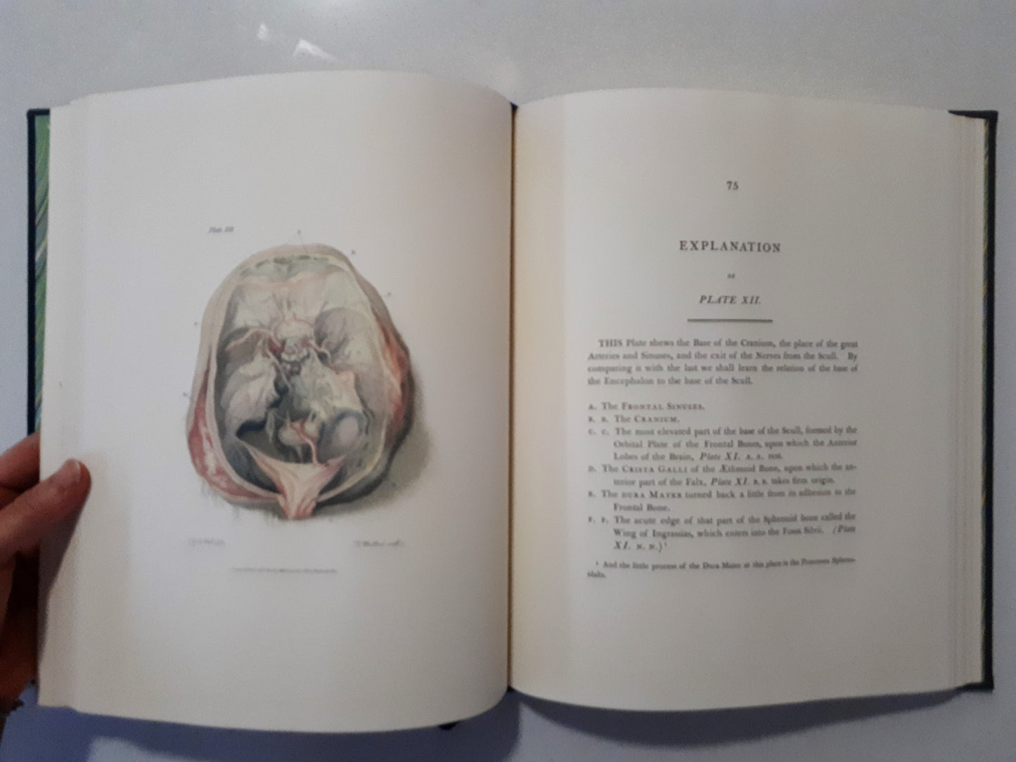 Engravings of the Brain and Nerves by Sir Charles Bell