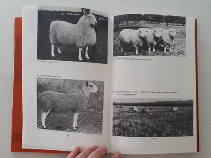 Intensive Sheep Management by Henry Fell