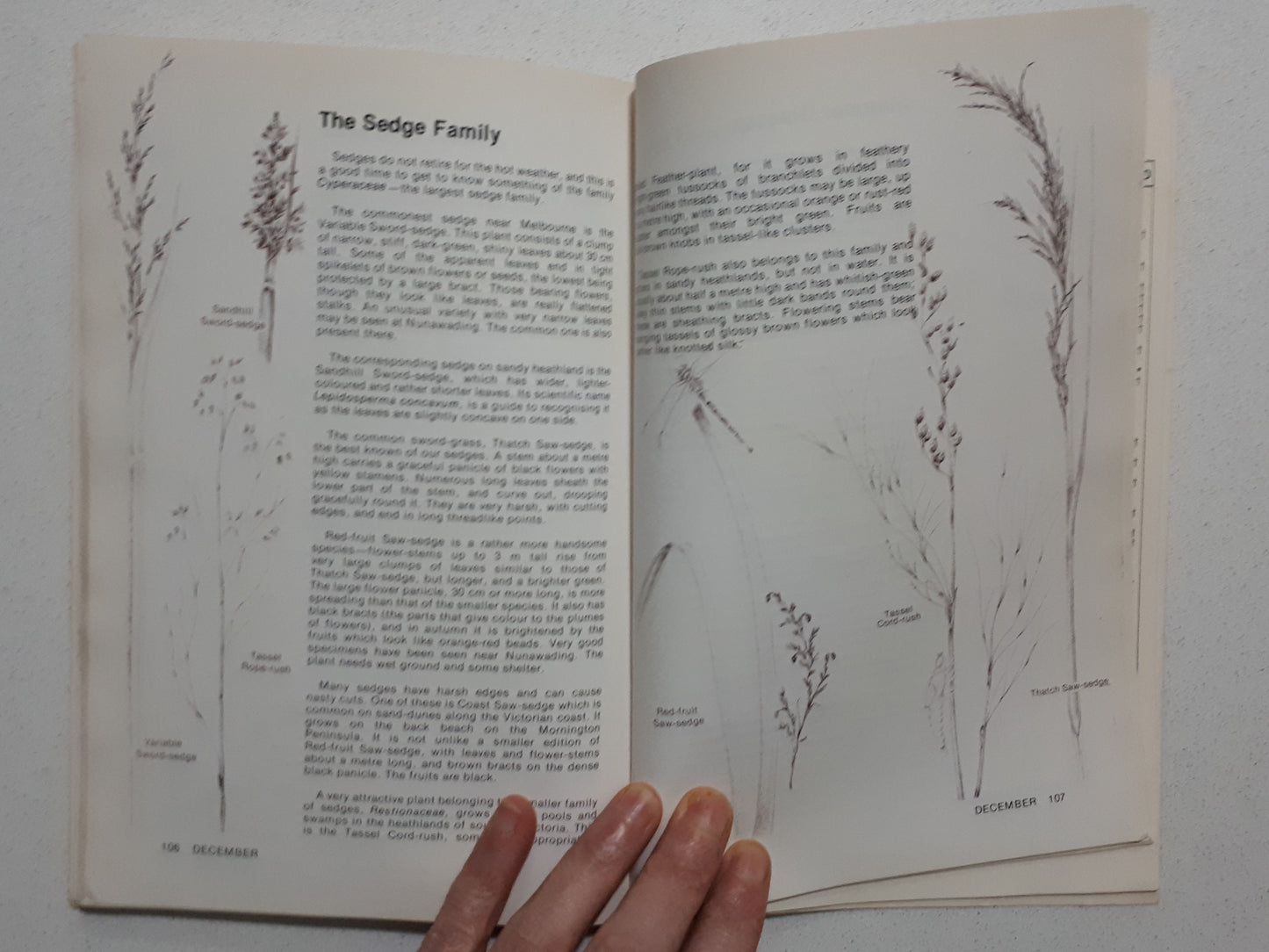 Wildflower Diary by Winifred Waddell