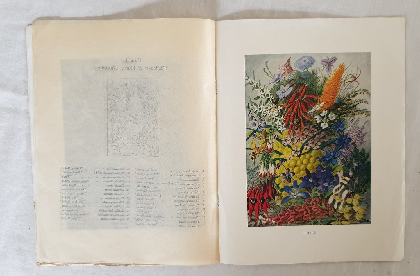 "Localities and Flowering Seasons" by Emily H. Pelloe