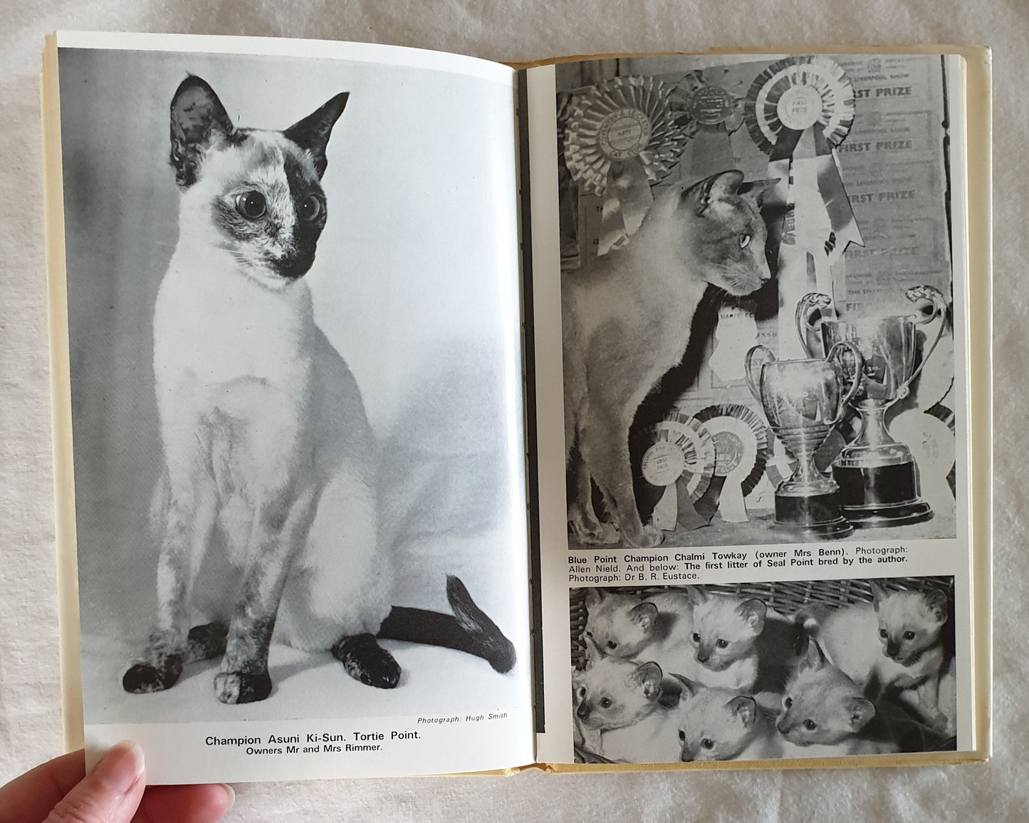 A Hundred Years of Siamese Cats by May Eustace
