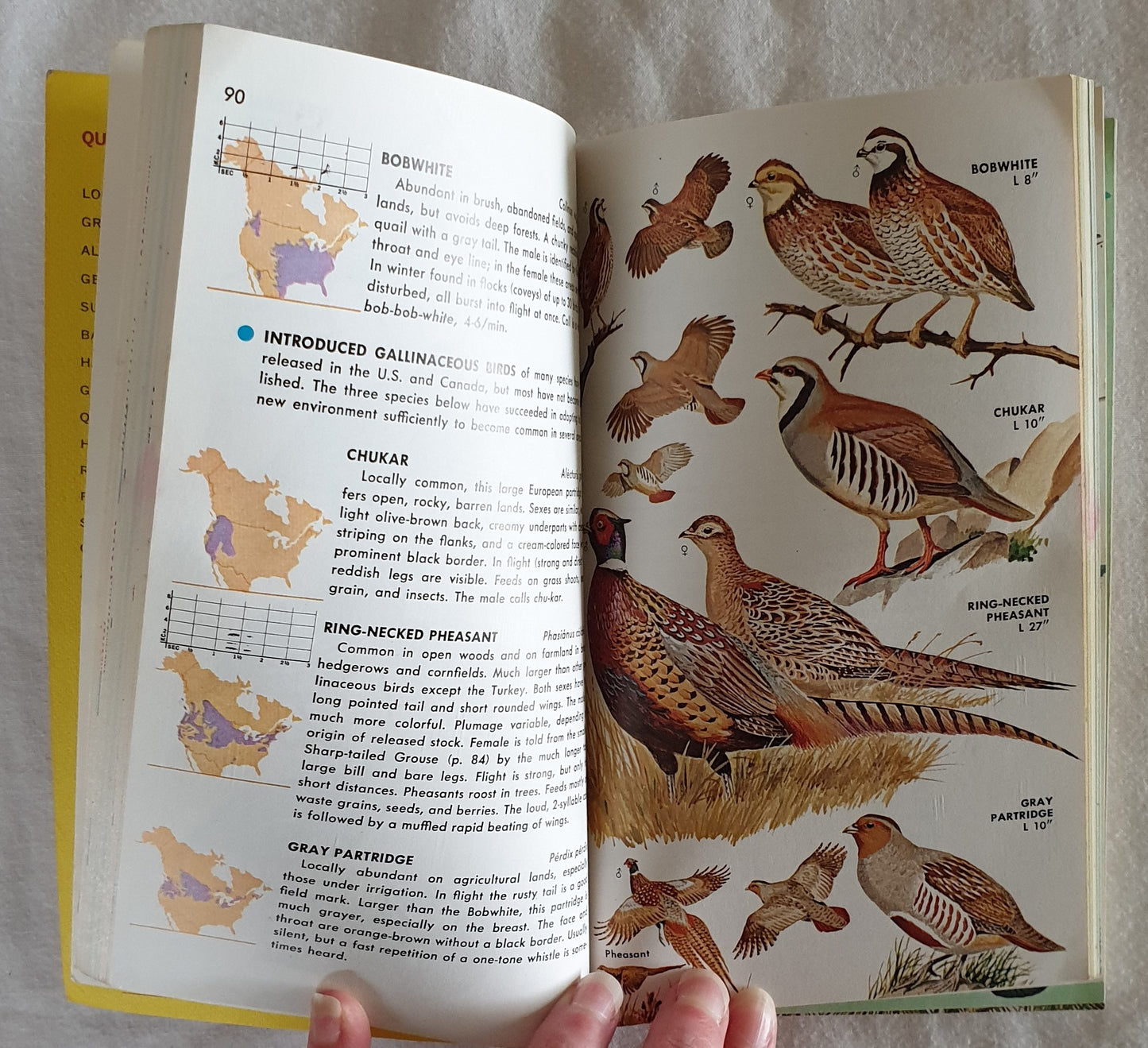 Birds of North America by Chandler S. Robbins, Bertel Brunn and Herbert S. Zim