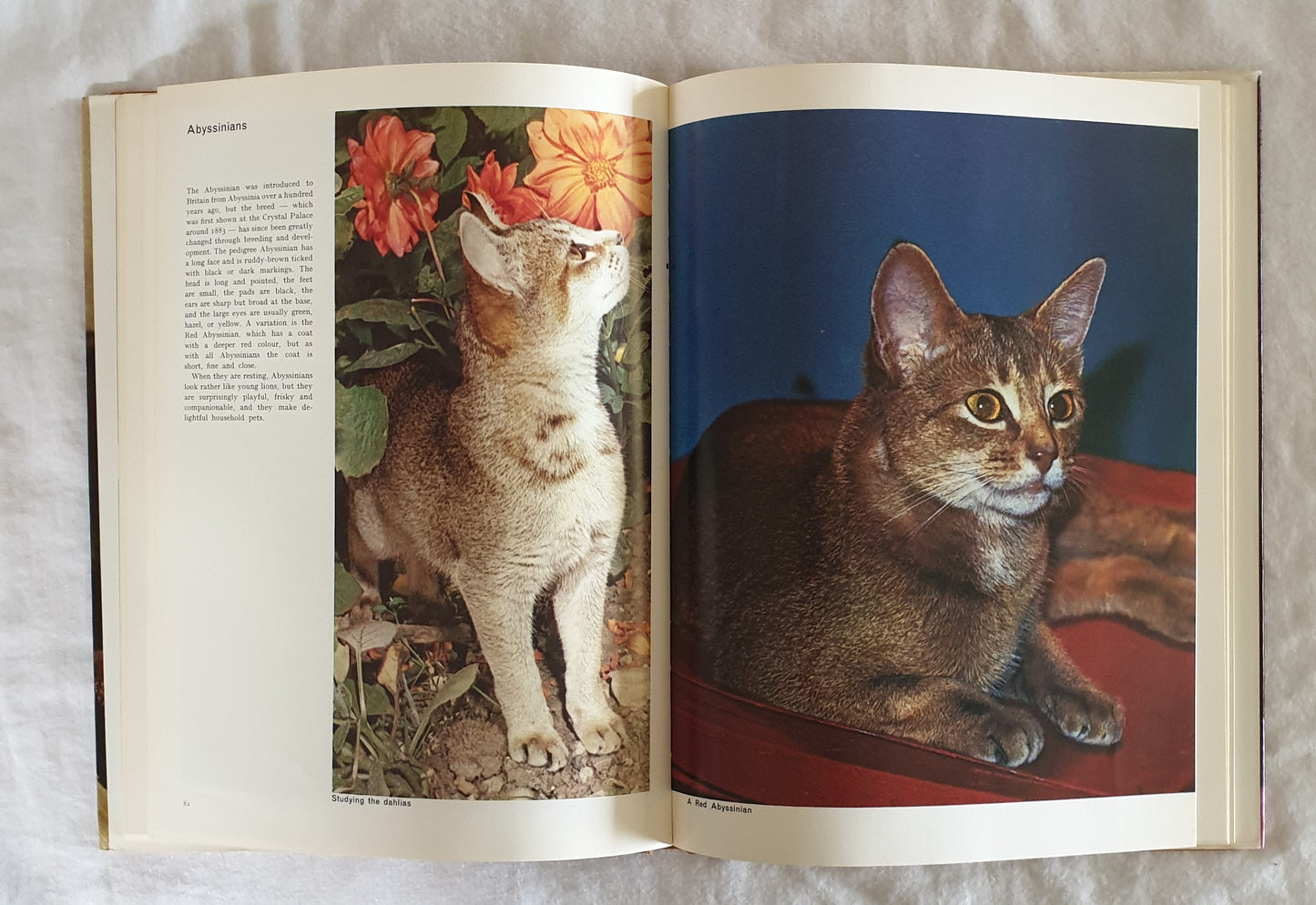 The World of Cats by John Montgomery