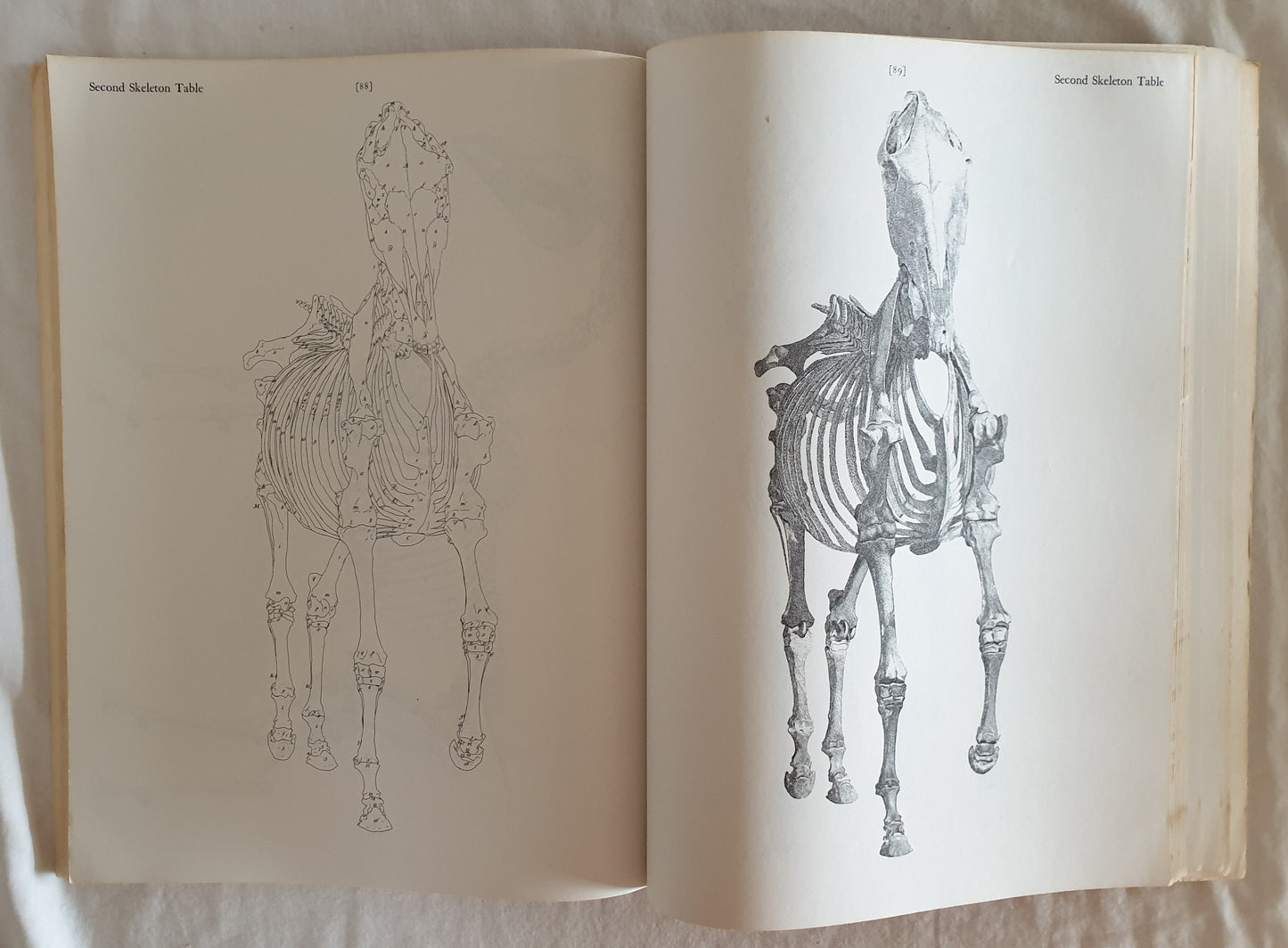 The Anatomy of the Horse by George Stubbs