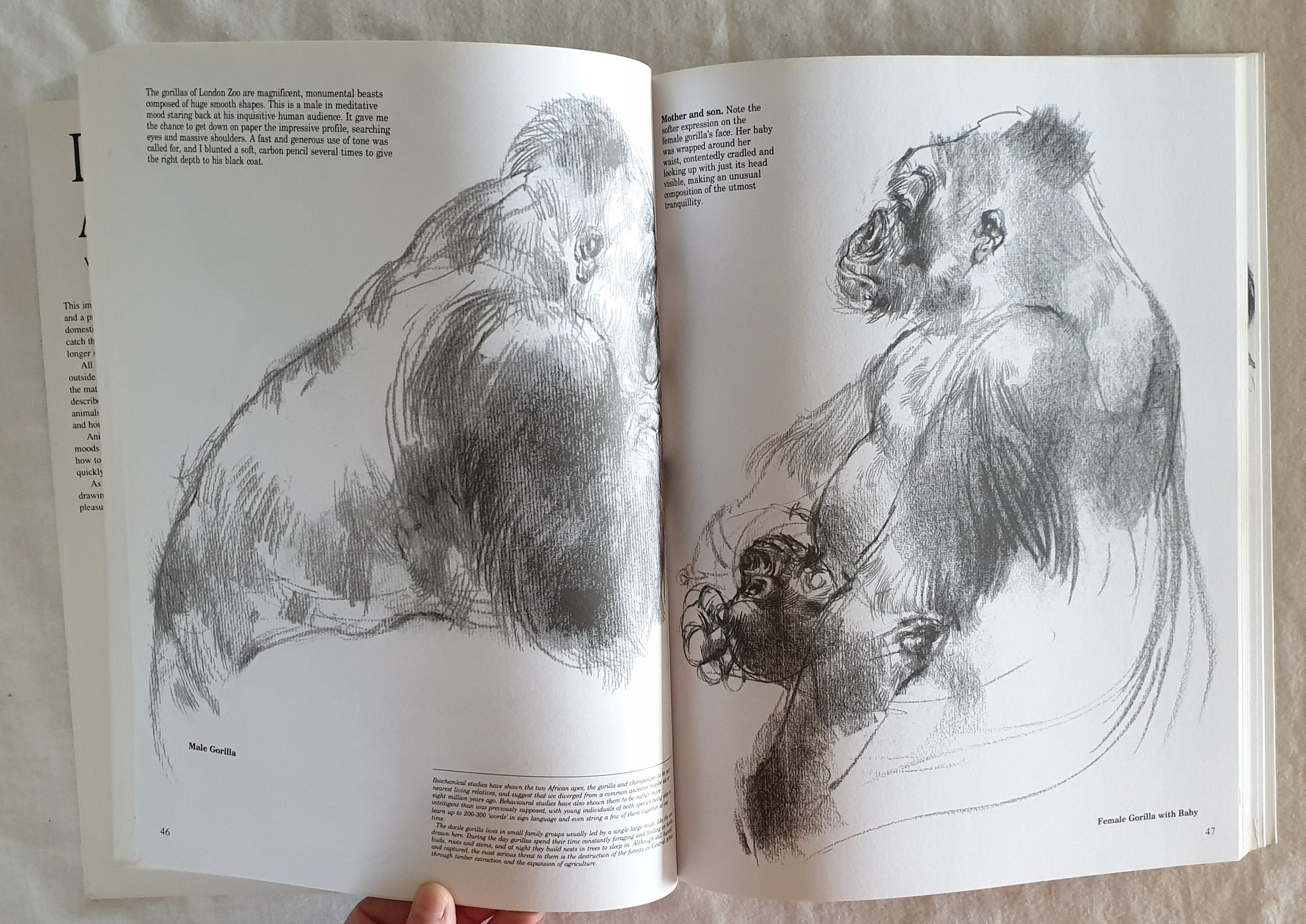 Drawing Animals by Victor Ambrus Rare Books