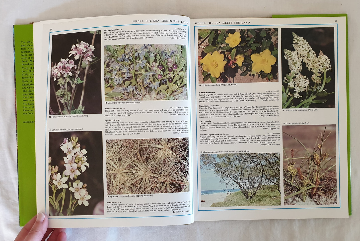 Flowers and Plants of New South Wales and Southern Queensland