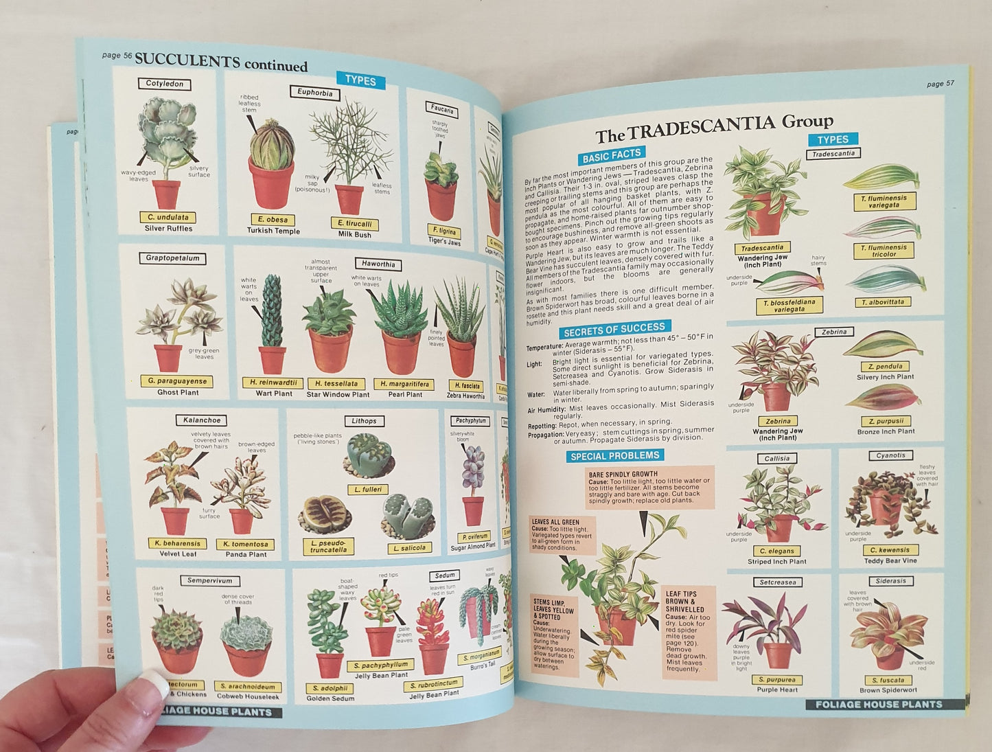 The House Plant Expert by D. G. Hessayon