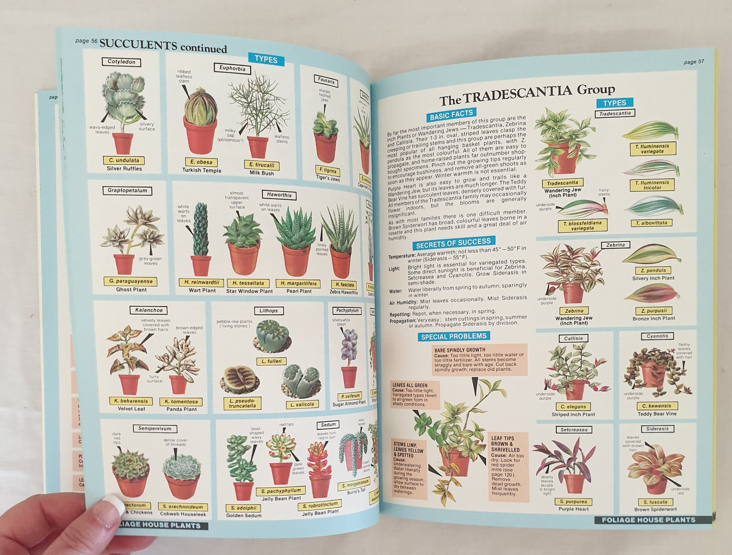 the house plant expert The House Plant Expert by D. G. Hessayon – Morgan's Rare Books