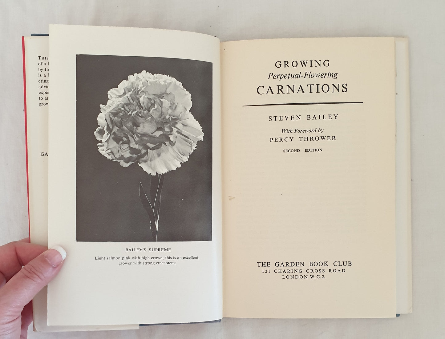 Growing Perpetual Flowering Carnations by Steven Bailey
