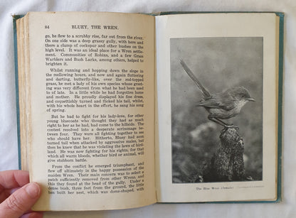 Spotty, the Bower Bird by Edward S. Sorenson