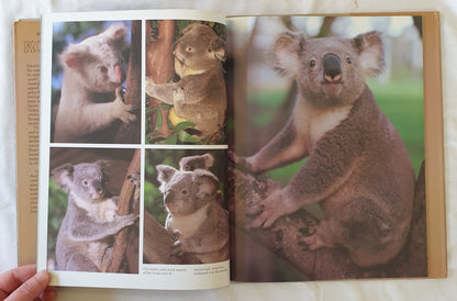 Colourful Australia Koalas by Ted Smart and David Gibbon
