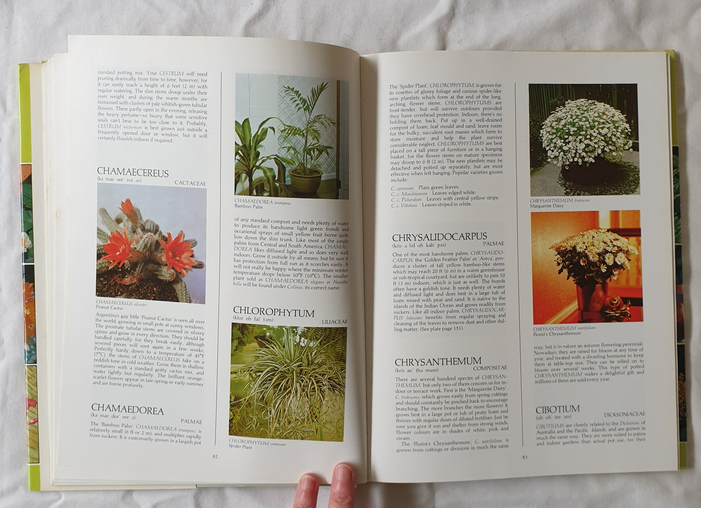 What Indoor Plant is That? by Stirling Macoboy