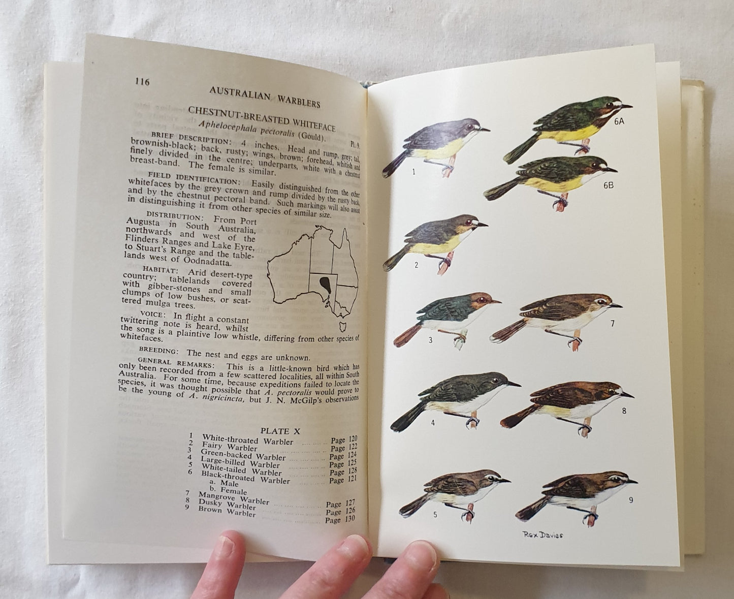 Australian Warblers by Arnold R. McGill