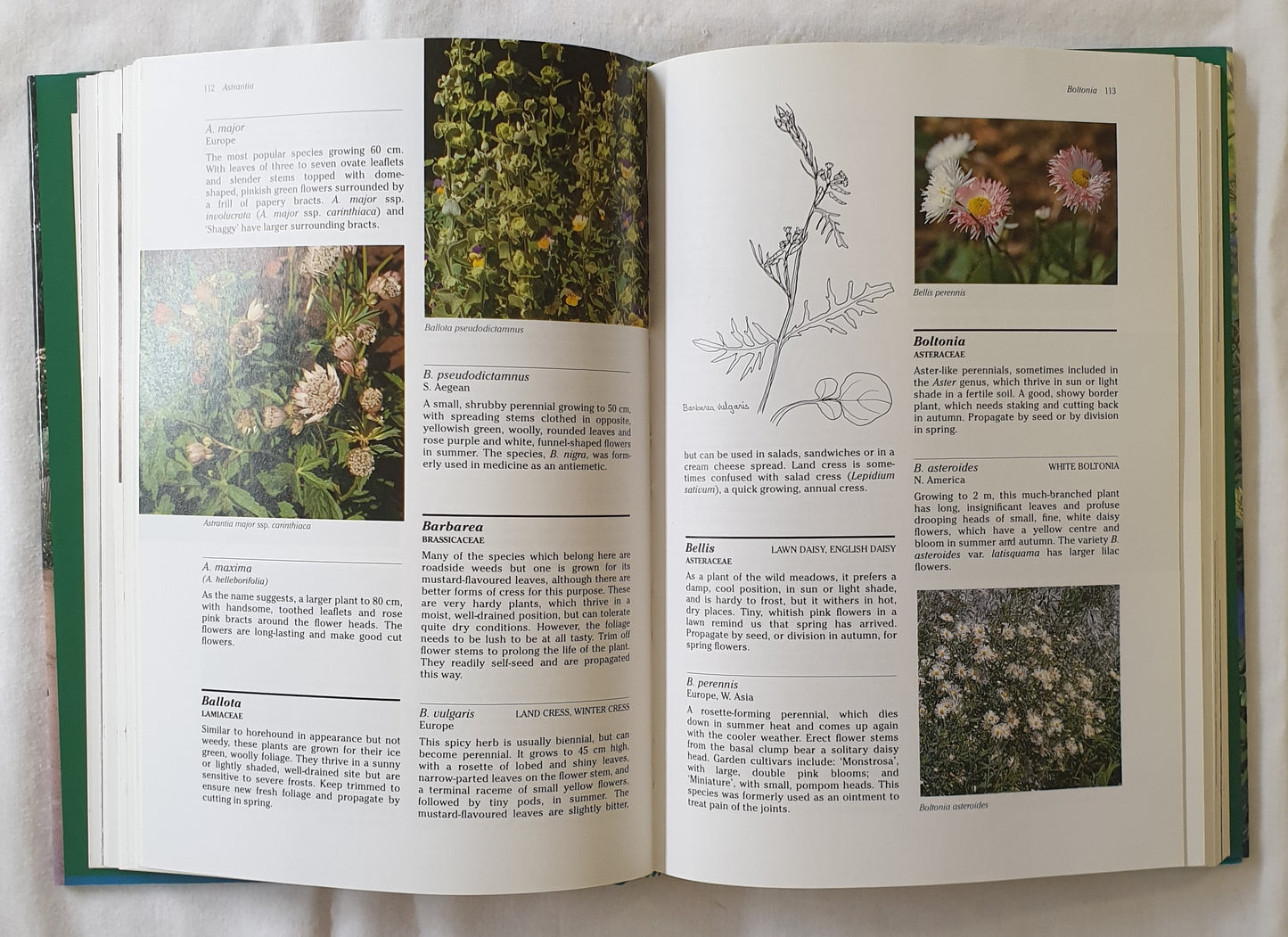 Herbs and Flowers by Jennifer Wilkinson