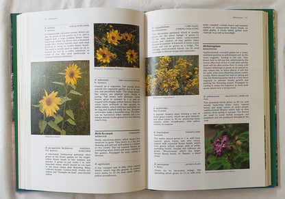 Herbs and Flowers by Jennifer Wilkinson