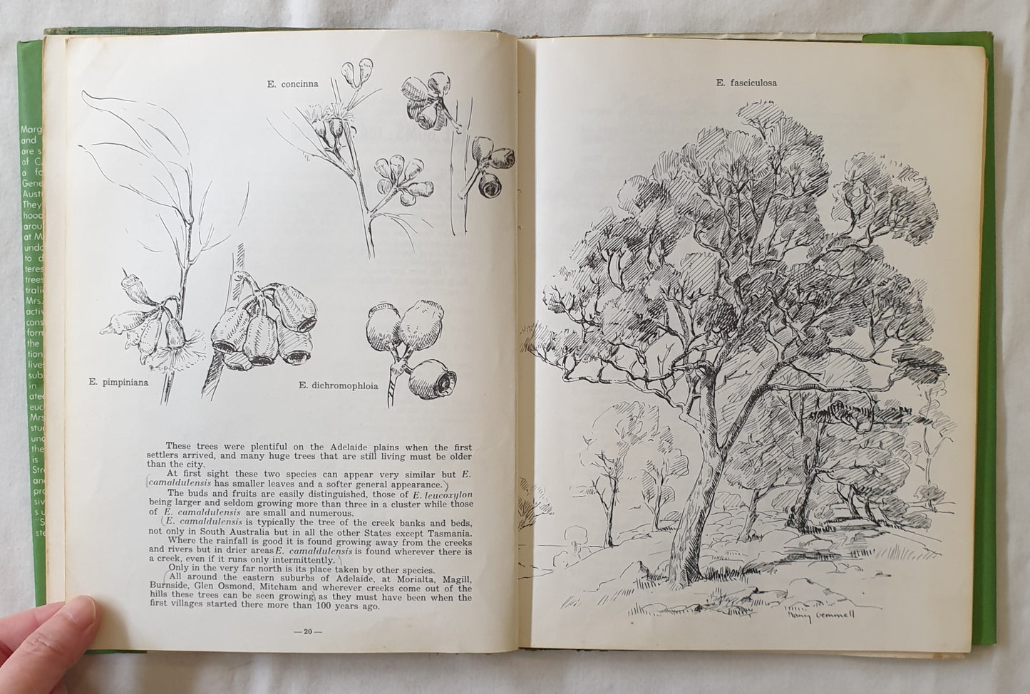 Gum Trees in South Australia by Margaret Saddler