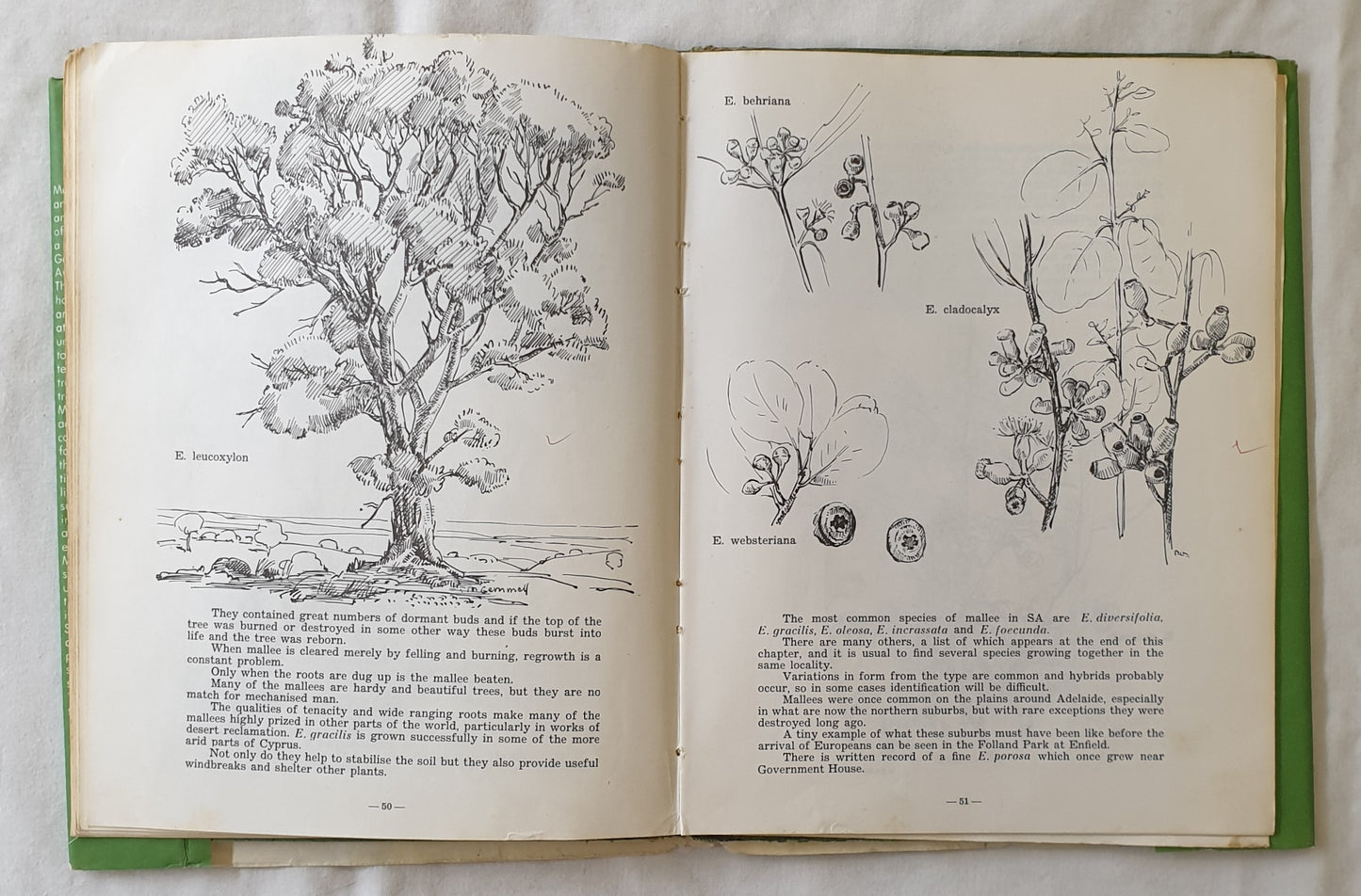 Gum Trees in South Australia by Margaret Saddler