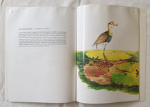 Load image into Gallery viewer, Northern Territory Wildlife by Malcolm Arnold