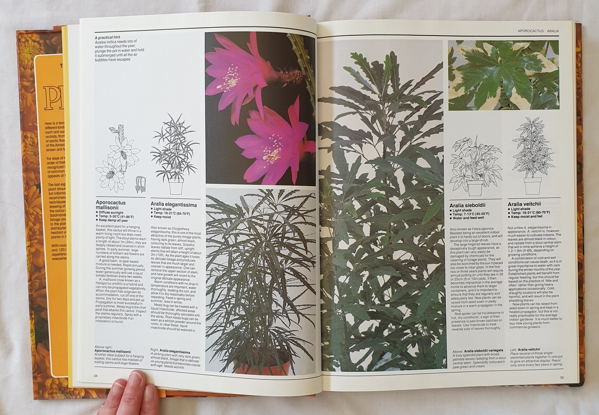 house plant directory The Illustrated Directory of House Plants Compiled by William Davidson – Morgan's Rare Books