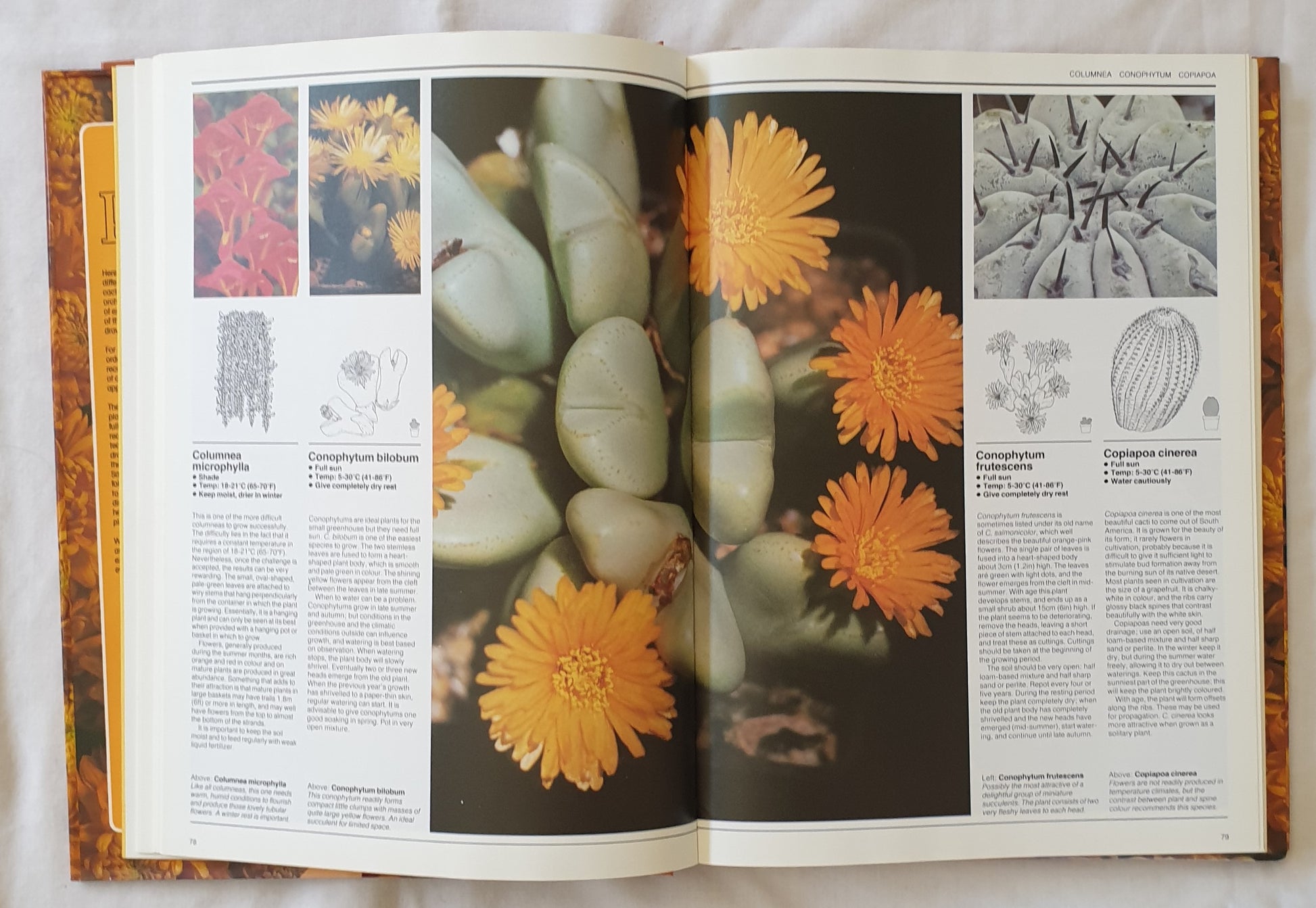 house plant directory The Illustrated Directory of House Plants Compiled by William Davidson – Morgan's Rare Books
