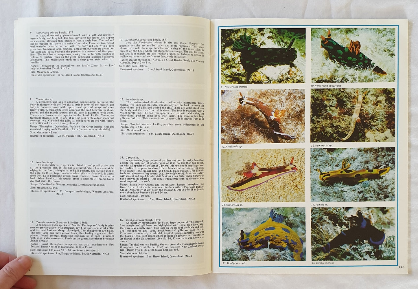 Nudibranchs of Australasia by Richard C. Willan and Neville Coleman