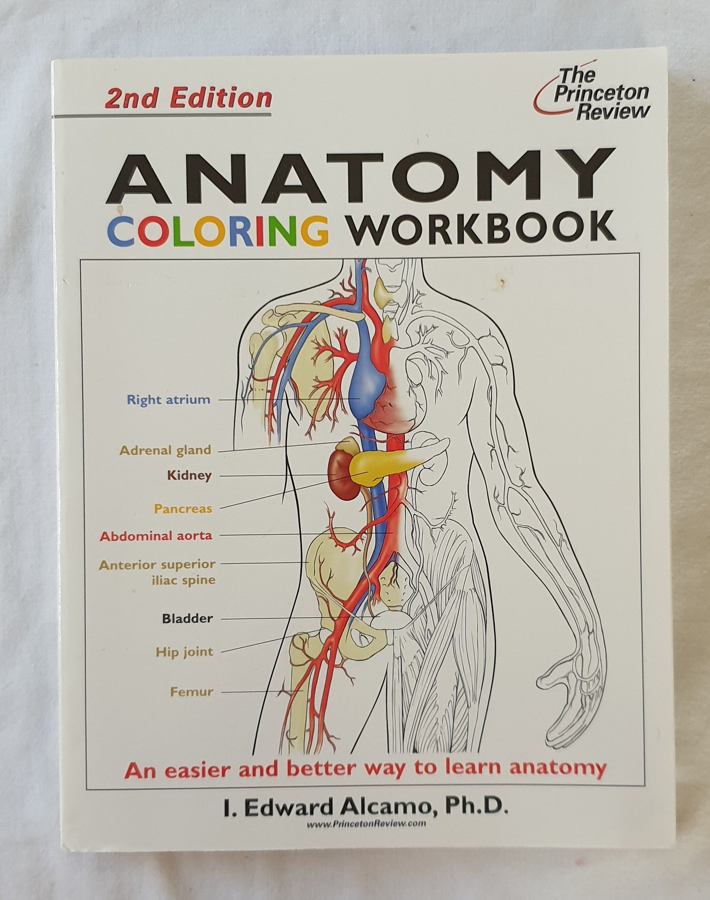 Anatomy Coloring Workbook  An easier way to learn anatomy  by I. Edward Alcamo